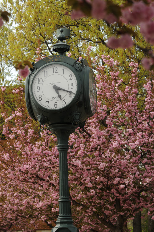 cherry blossoms and clock
